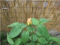 9a787033-26.6.2010. 042.jpg